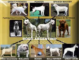 1 the Fighting  Dog   of  Cordoba  