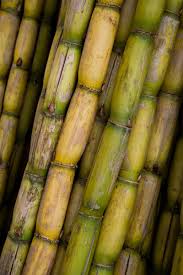Sugar Cane