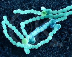 Bacterial Kingdoms  Eubacteria   and    