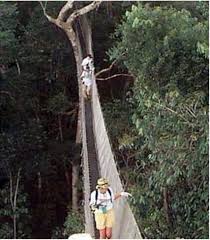 Canopy walkway iquitos peru, - via Daymix