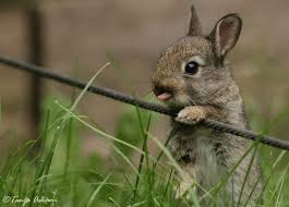 bunny-licking-chops1