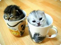   Cute   Overload