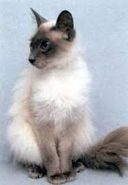 Picture of Balinese Cat