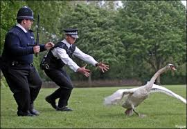 Nyquil + Hot Fuzz = Bizarro