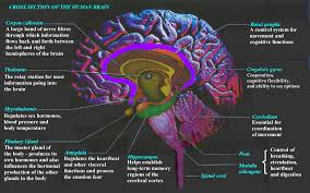       Brain Map   Emotion x26amp memory    