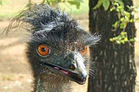 Woman seeks love for randy emu