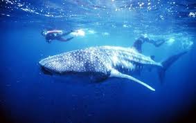 Whale sharks thrive in - via Daymix