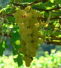 Chenin Blanc (White)