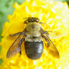  Apitherapy  relates to the use