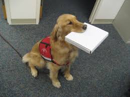 Service Dog - via Daymix