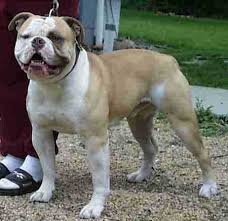 American bulldog - via Daymix