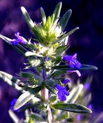  American Pennyroyal 