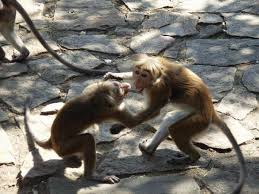 Fighting monkeys