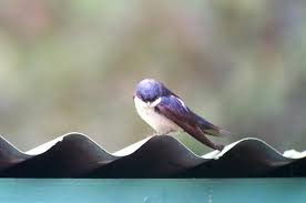 Blue and white  Swallow      