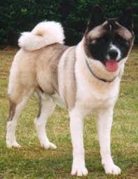  x26quot The Great  Japanese Dog   x26quot 