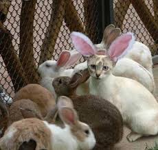 Tags: bunny, cat, easter,