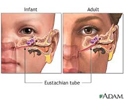 http://medicalimages.allrefer.com/large/eustachian-tube.jpg