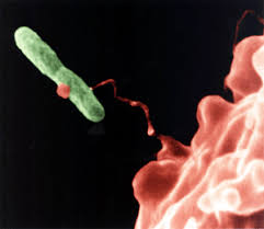 http://www.cdc.gov/legionella/images/legionella.gif