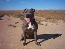   American Pitbull   Terriers