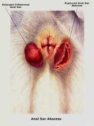   anal   sac rupture or abscess