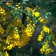  Acacia  spectabilis