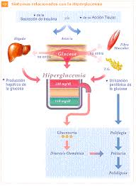 http://www.equitron.com/diabetes/sobre_la_diabetes_files/image003.gif
