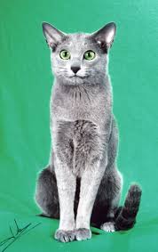 The Russian Blue is a  breed   of  cat   