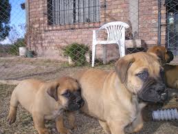 Young  Bullmastiffs  