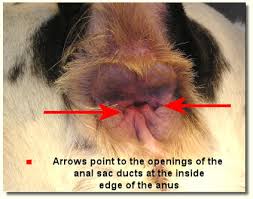are sometimes called Anal Glands