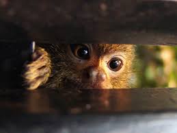  lesser galago, and pygmy tarsier 