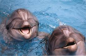 dolphins
