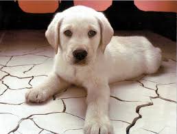 Wholesale, discount pet supplies and medications online 
