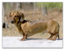   Dachshund   ONLINE ORDER FORM