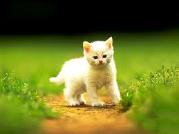 猫の画像4