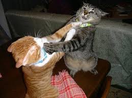   Cat   Scratch Fever
