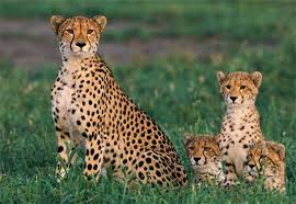 cheetahs pronunciation