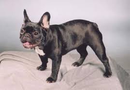 French Bulldog Information and - via Daymix