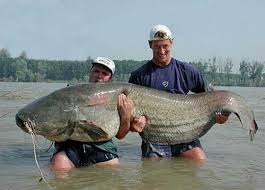 poisson