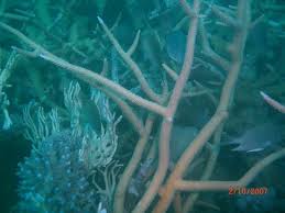 Quirimbas Archipelago Photos - via Daymix