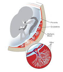 The placenta (blue) consists - via Daymix