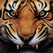 SPC  TIGERS  