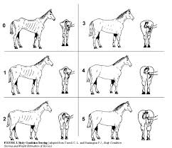 A chart showing the body  conditions      