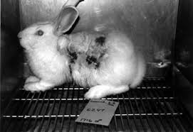 How Do You Feel About Animal Testing