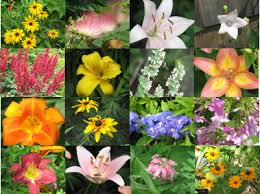 Flower Photo Samples: - via Daymix