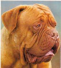 Criadores  Dogo   de  Burdeos  