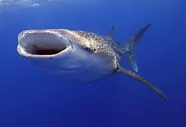 The Whale Shark - the world's - via Daymix