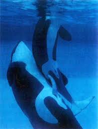 KillerWhales Orca  Mating   jpg    