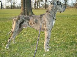   Great Dane   Puppy Dogs