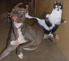 Kung Fu Kitty