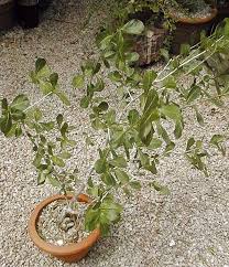 http://www.desert-tropicals.com/For_Art/Commiphora_glandulosa.jpg